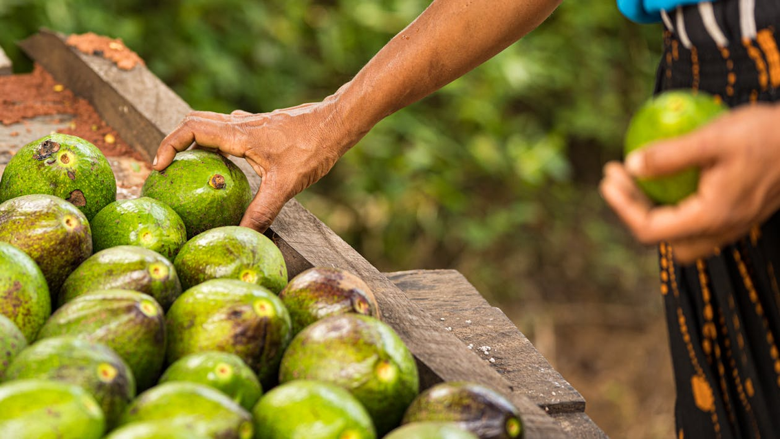 Chart showing cocoa supply chain transparency rates and deforestation statistics across major producing regions